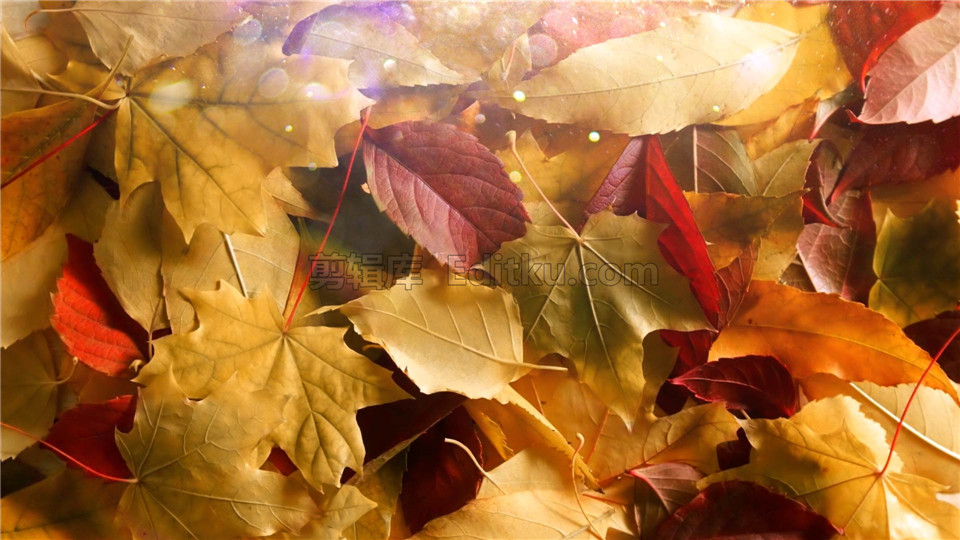 中文AE模板充满阳光温馨秋天风吹散落叶显露出LOGO动画效果_第1张图片_AE模板库