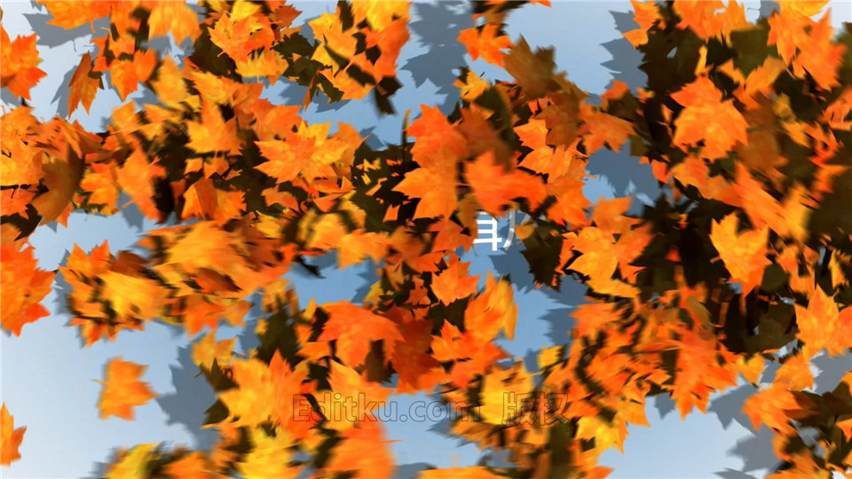 中文AE模板制作吹散枫叶动画展示LOGO效果秋季视频片头_第1张图片_AE模板库