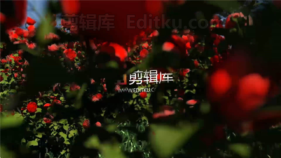 中文AE模板穿梭鲜艳四季玫瑰花园动画演绎LOGO片头视频_第3张图片_AE模板库