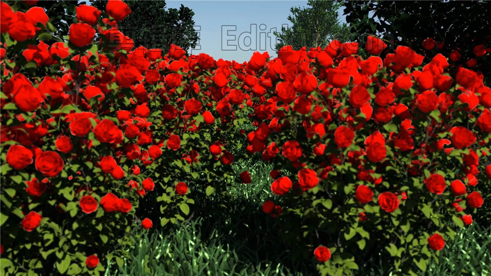 中文AE模板穿梭鲜艳四季玫瑰花园动画演绎LOGO片头视频_第1张图片_AE模板库