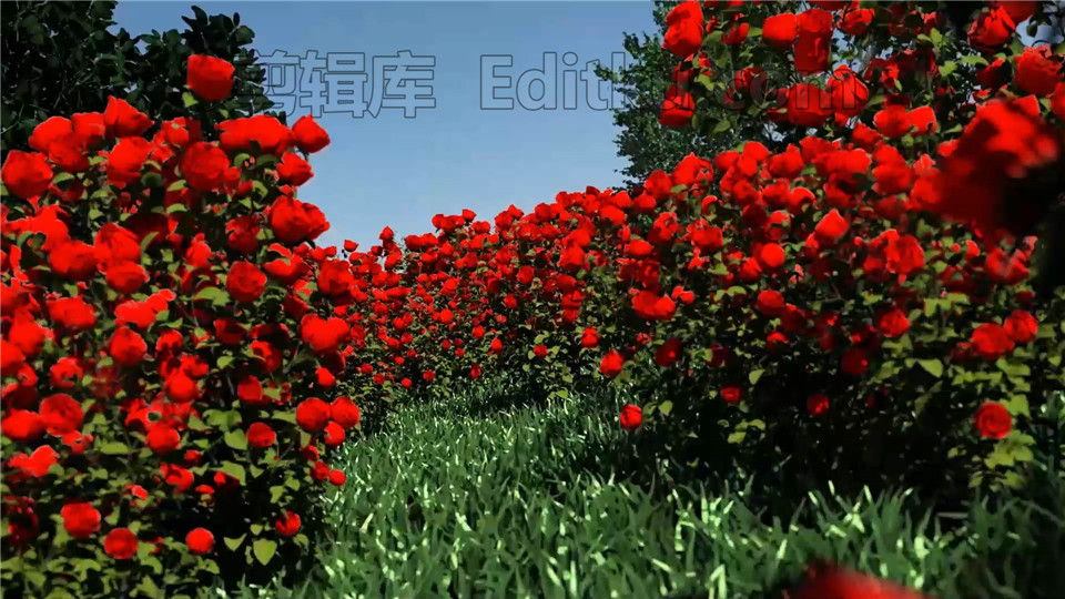 中文AE模板穿梭鲜艳四季玫瑰花园动画演绎LOGO片头视频_第2张图片_AE模板库