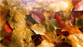 中文AE模板充满阳光温馨秋天风吹散落叶显露出LOGO动画效果