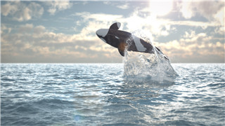 中文AE模板制作鲸鱼跃出海面后在浪花中揭示出LOGO开场动画