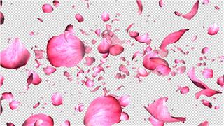 粉色玫瑰花瓣雨飘落相亲综艺节目中天女散花合成效果Alpha视频素材