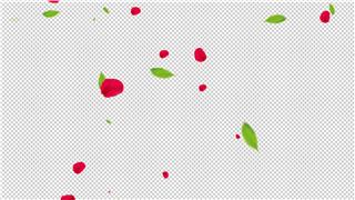 4K分辨率透明通道唯美彩色花瓣树叶落下动画素材视频元素